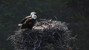 channel islands ventura bald eagles