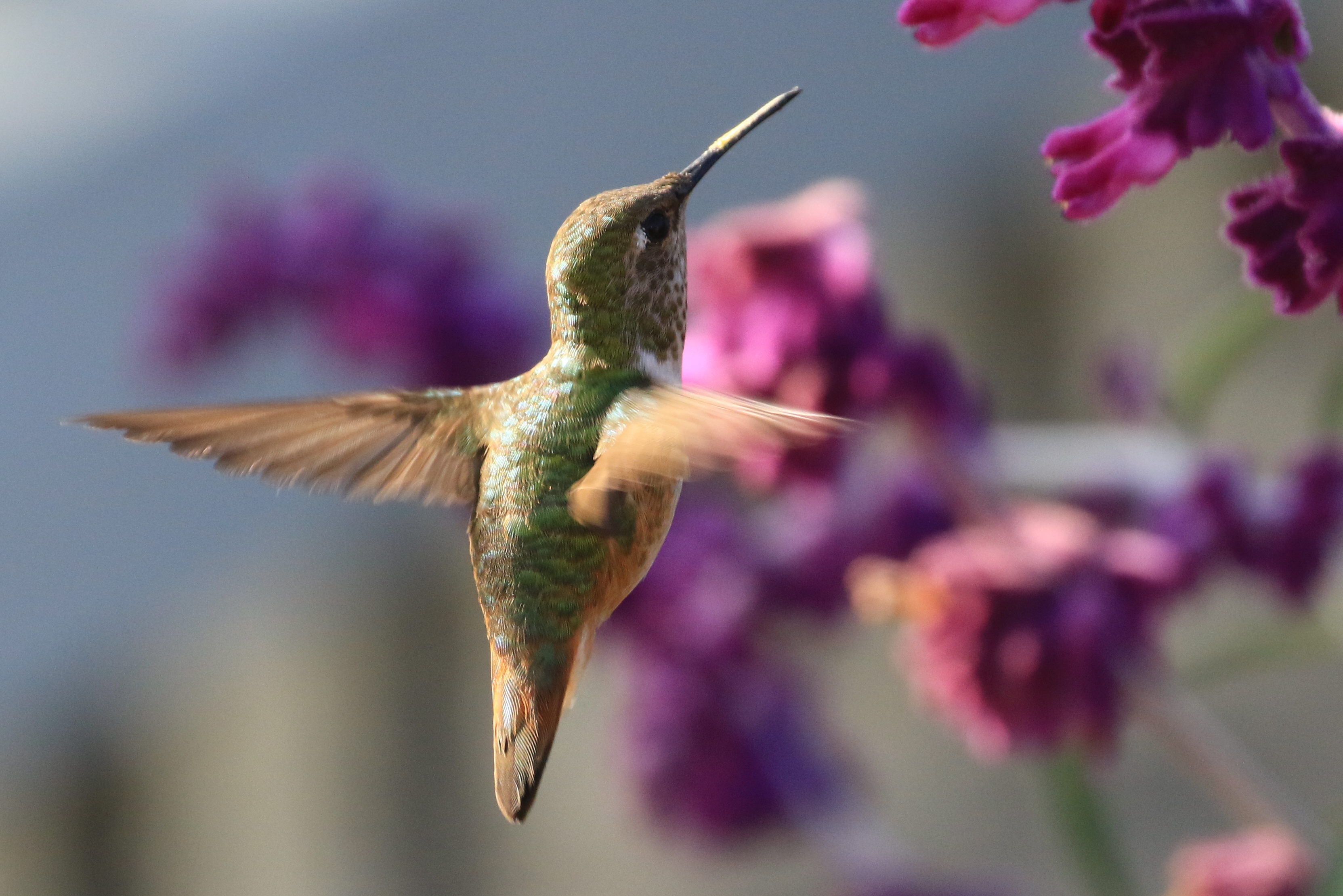 Birds that love living in Ventura