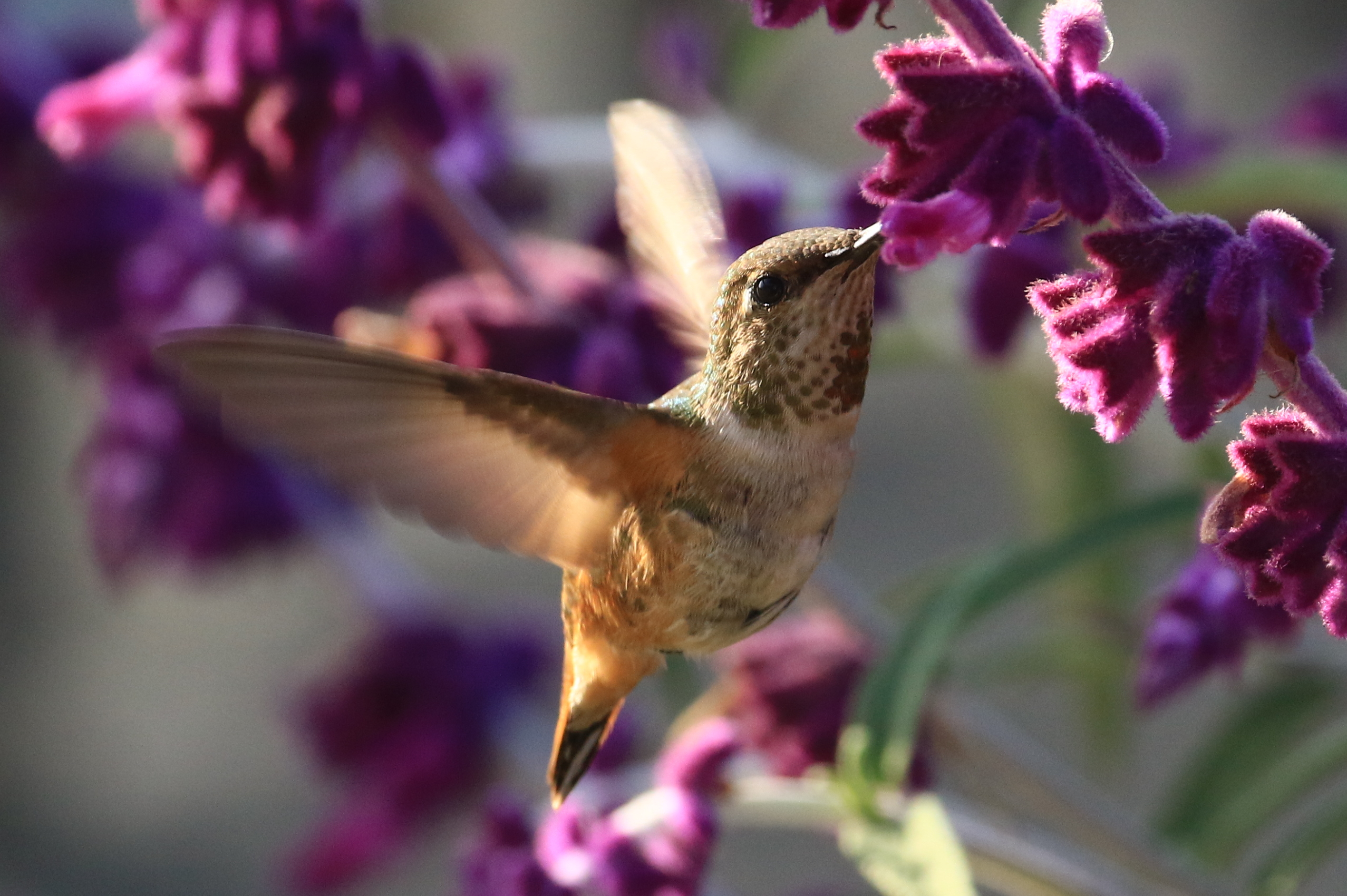 Hummingbird at Olivas Adobe