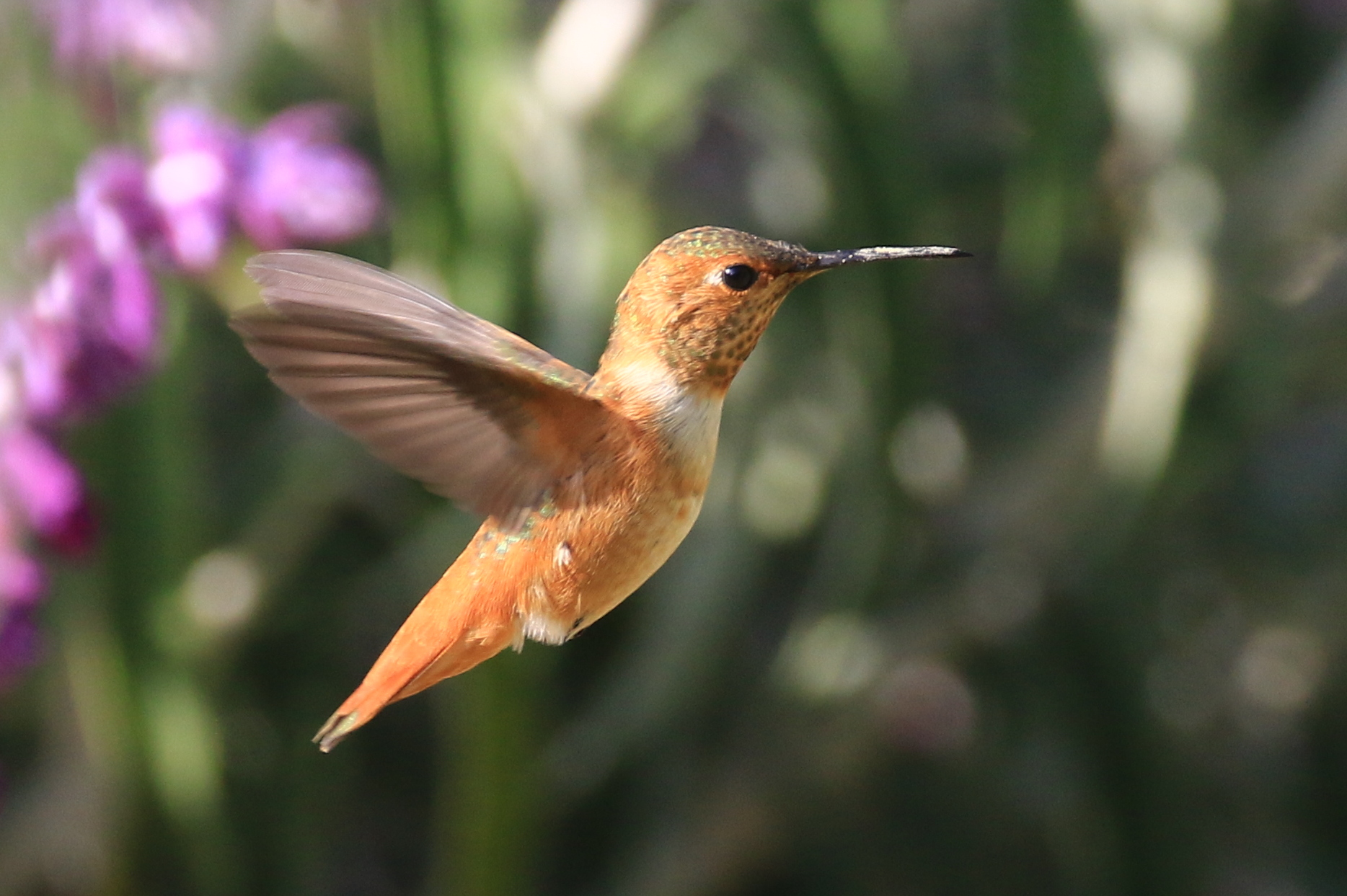 Hummingbird in Ventura