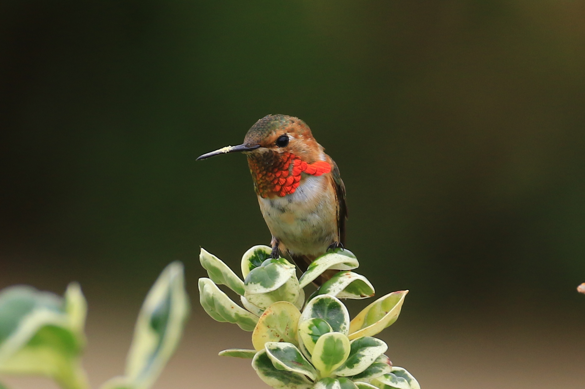 Hummingbird watching in Ventura