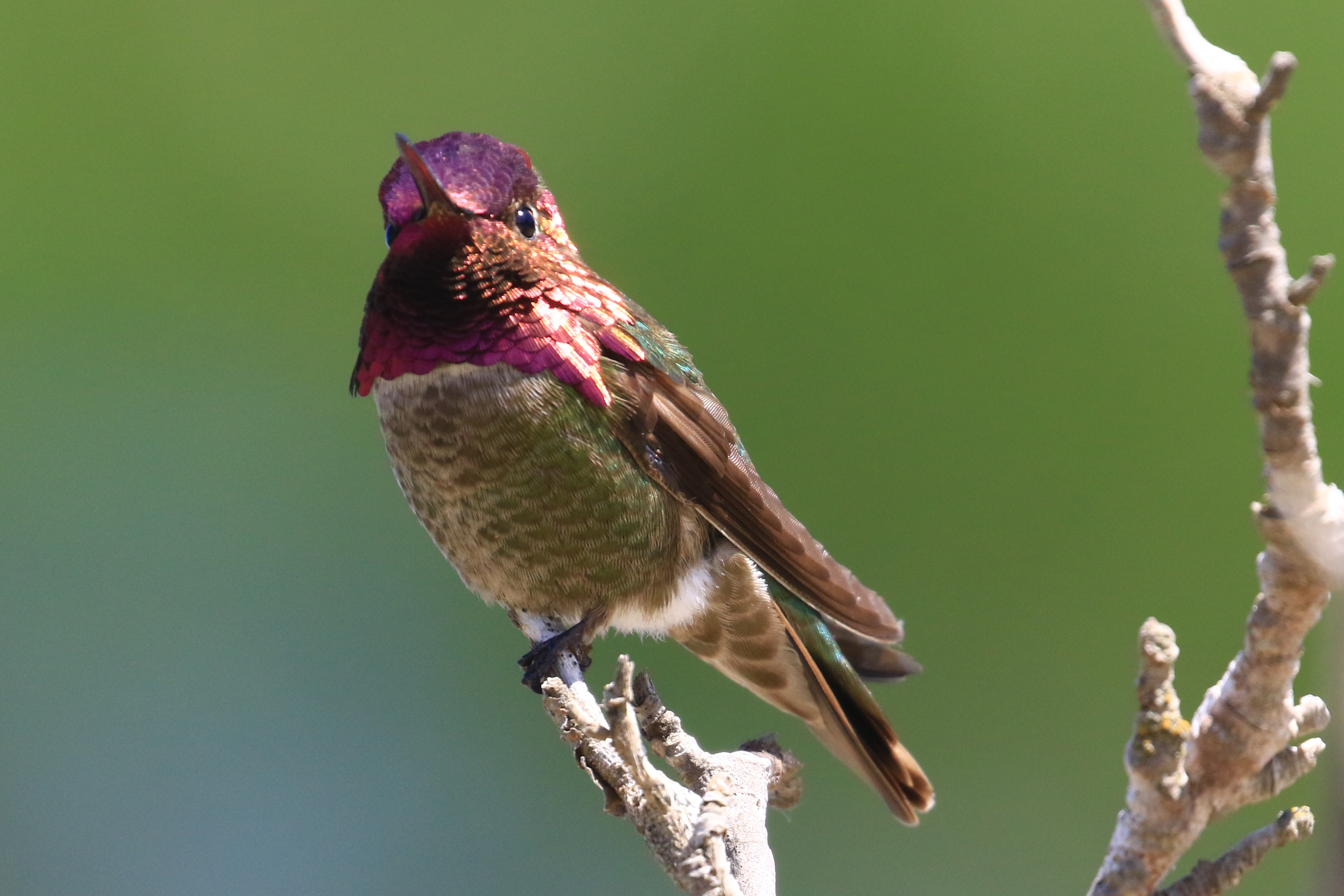 Olivas Adobe Hummingbird