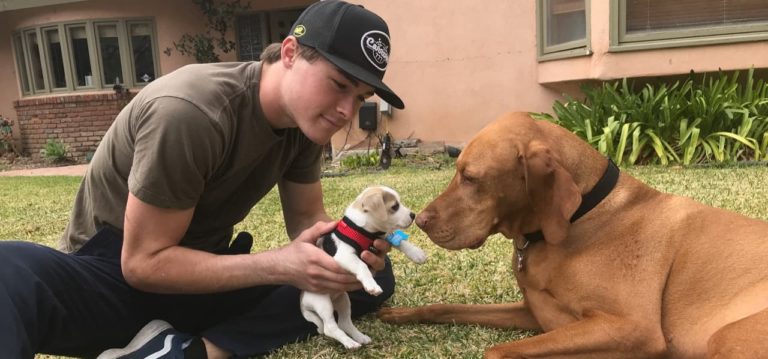 Vizsla dog in Ventura California