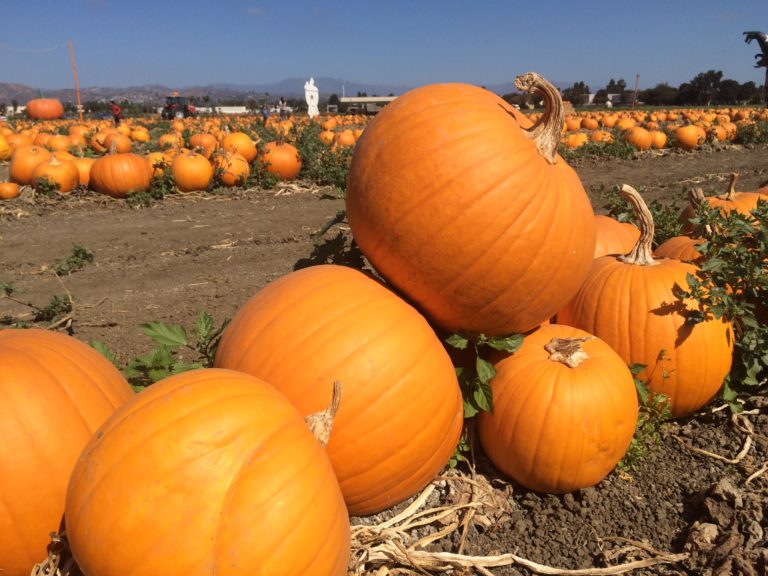 ventura pumpkin