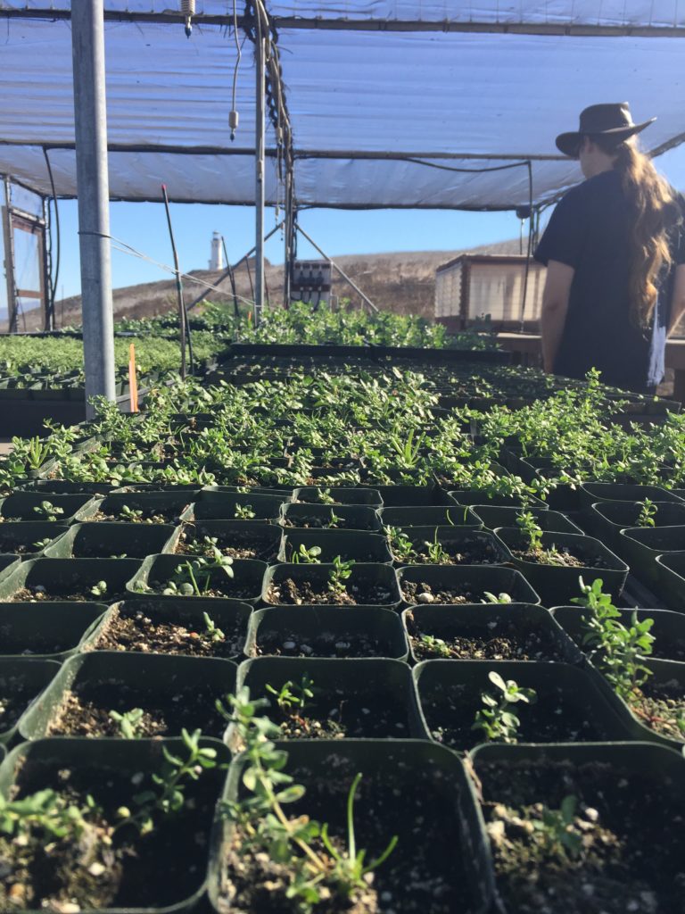 This is what volunteering at Channel Islands National Park looks like.