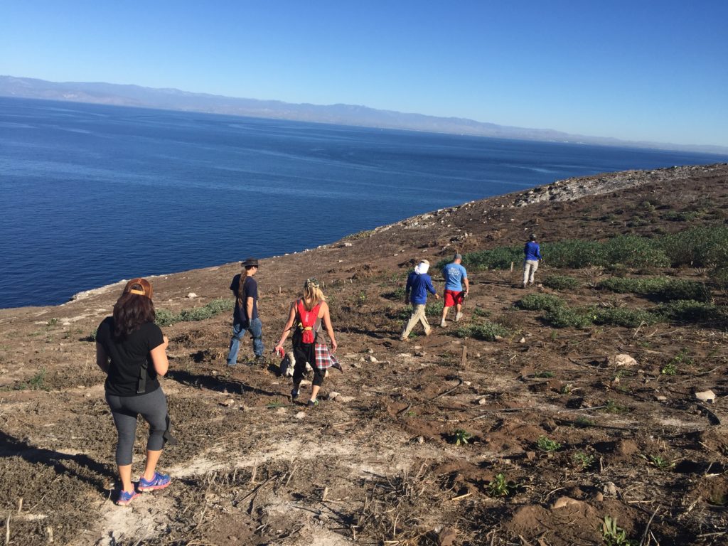 This is what volunteering at Channel Islands National Park looks like.