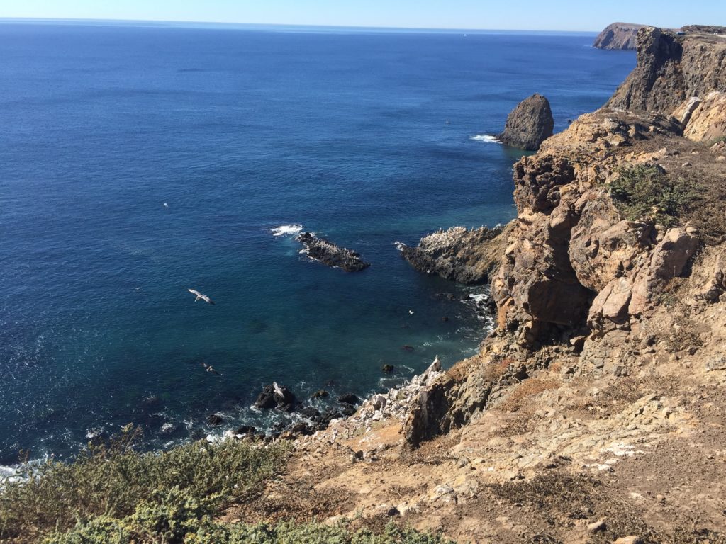 This is what volunteering at Channel Islands National Park looks like.