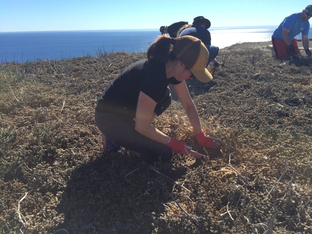 This is what volunteering at Channel Islands National Park looks like.