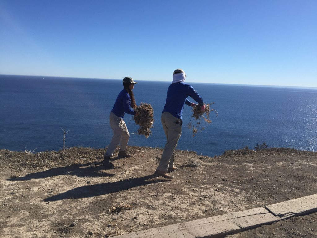 This is what volunteering at Channel Islands National Park looks like.