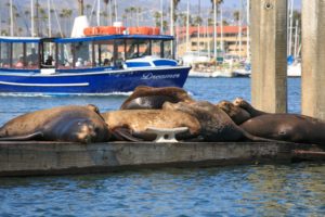 sea lions ventura harbor village