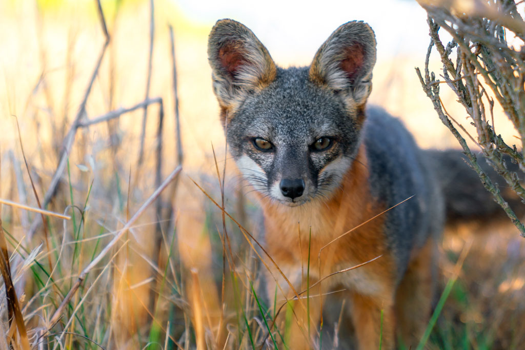 Island Fox at Santa Rosa Island