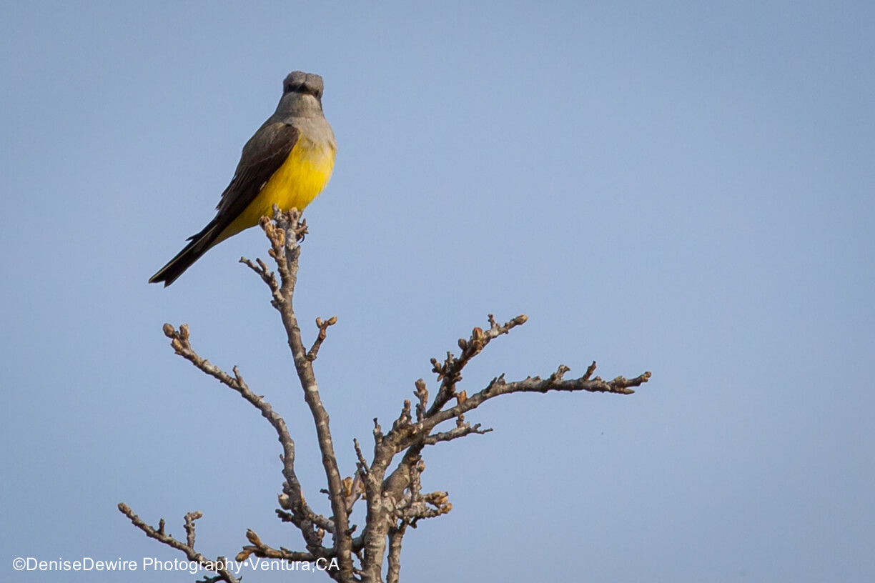 Ventura Birds: Where To Watch The Birds Of Ventura County