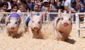 ventura county fair pig races