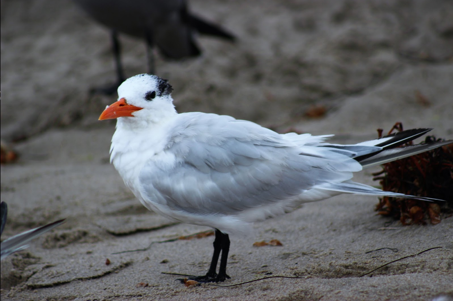 A closer look at Ventura's feathered friends from a fifth grader with big dreams