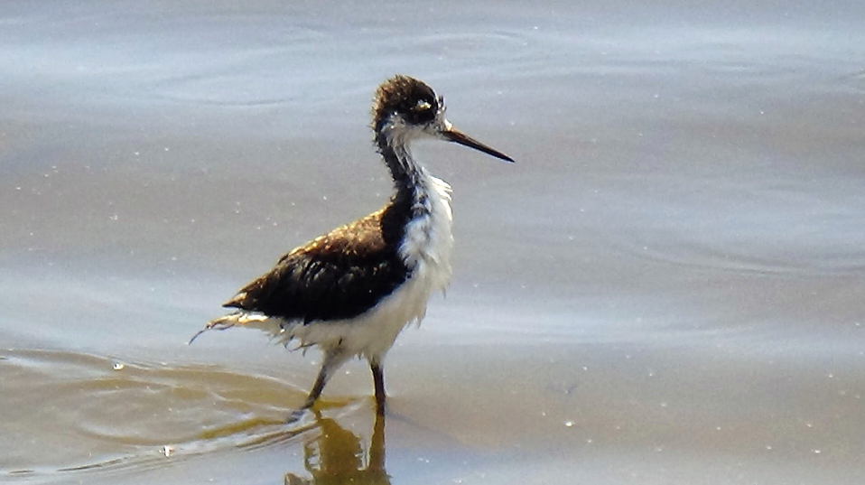 A closer look at Ventura's feathered friends from a fifth grader with big dreams