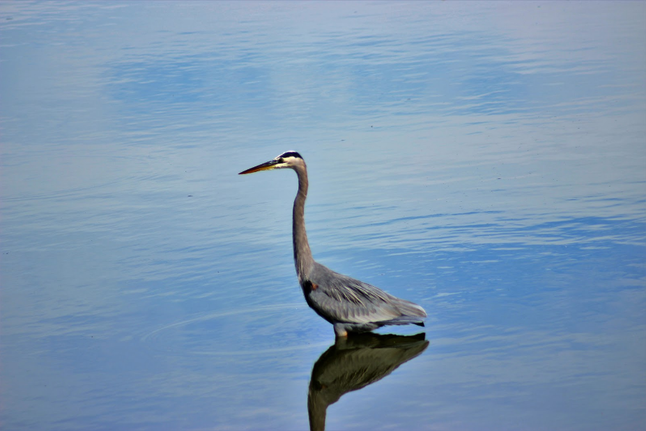 A closer look at Ventura's feathered friends from a fifth grader with big dreams