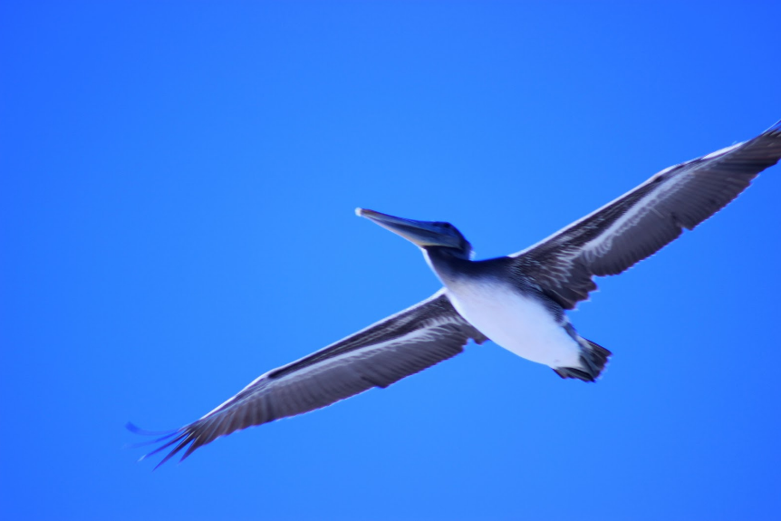 A closer look at Ventura's feathered friends from a fifth grader with big dreams