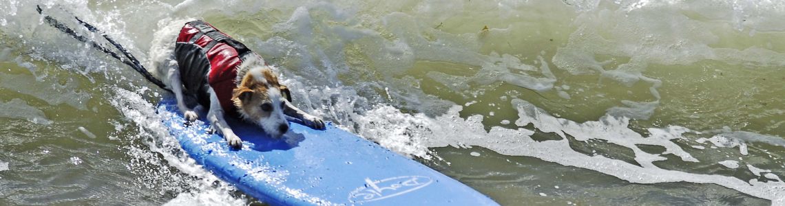 Meet Buddy, Ventura's Own Hall of Fame Surf Dog