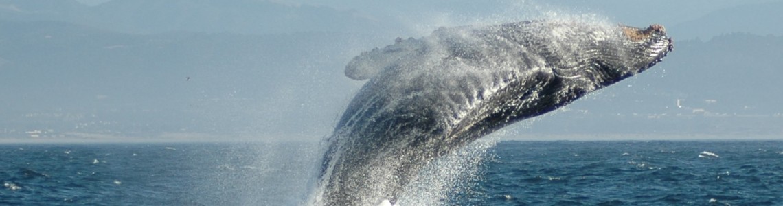 The Whales Off Ventura's Coast!