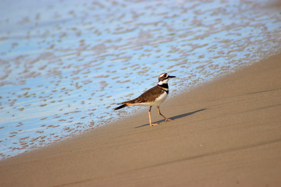 A closer look at Ventura's feathered friends from a fifth grader with big dreams