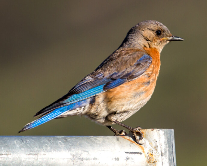 See the Birds of Ventura County Bird Watching Ventura