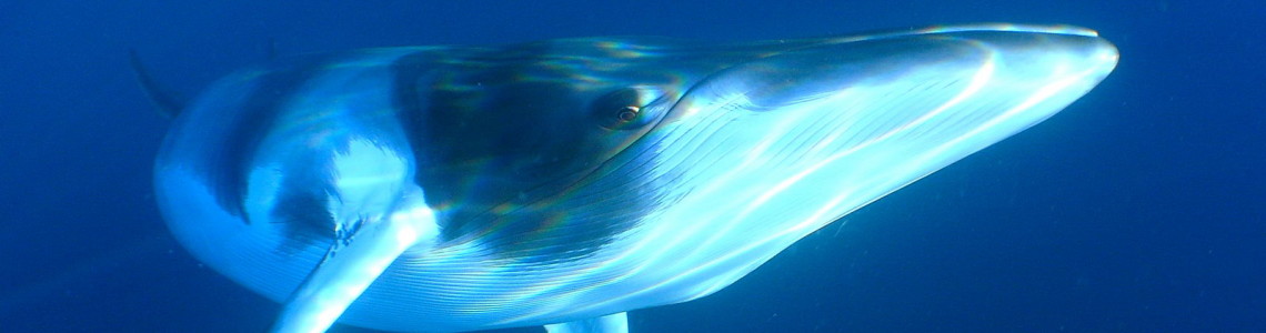 minke whale