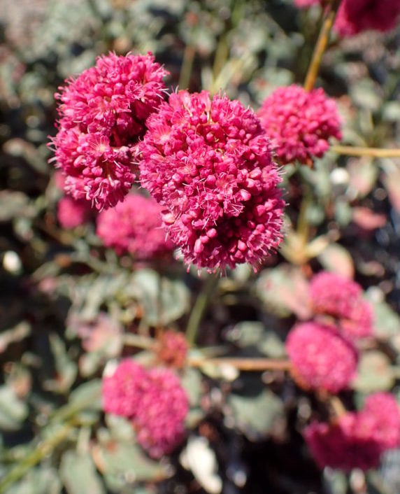 5 Colorful Wildflowers You Can Spot at the Channel Islands This Spring