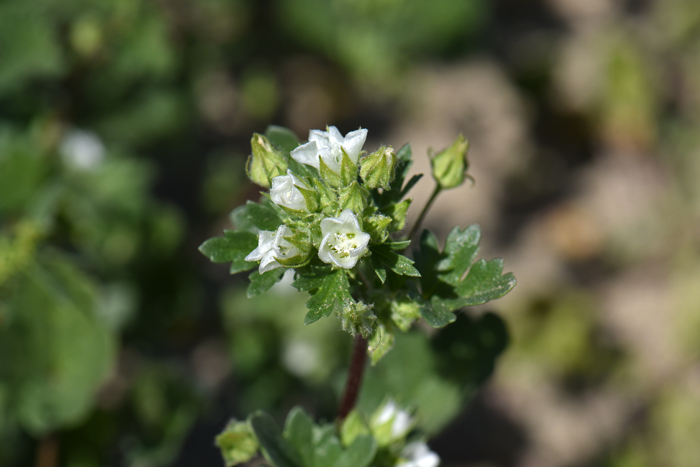 5 Colorful Wildflowers You Can Spot at the Channel Islands This Spring