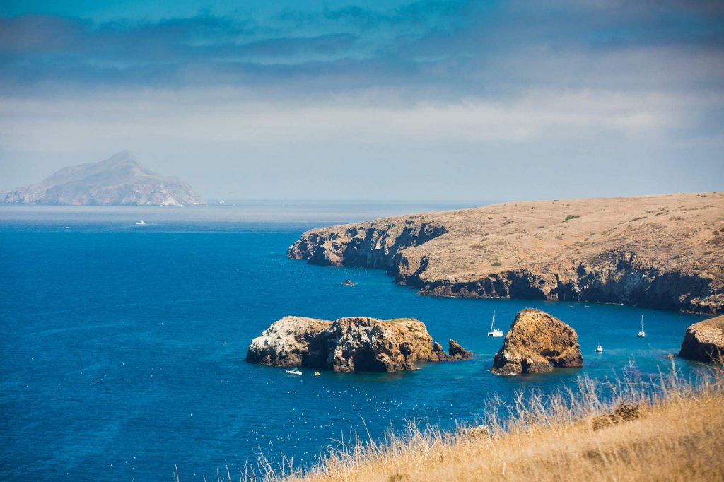 Island Packers Whales And Wildlife Cruise