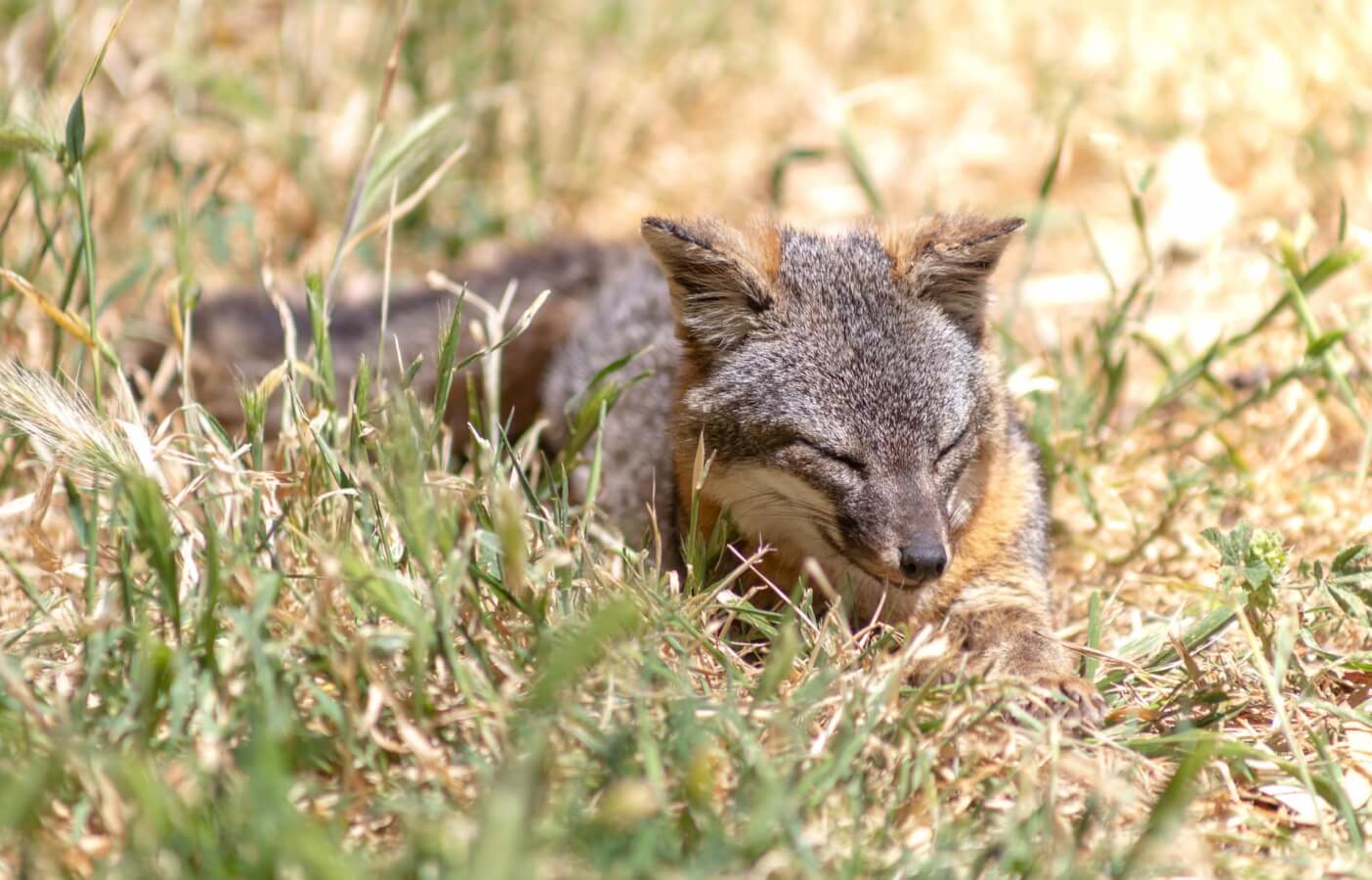 Island Fox Santa Cruz island Ventura California