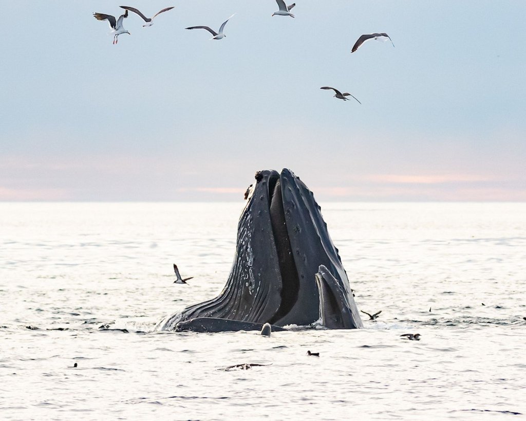 Island Packers Whales And Wildlife Cruise