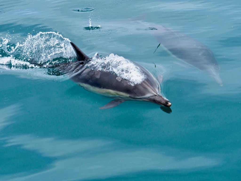 Island Packers Whales And Wildlife Cruise