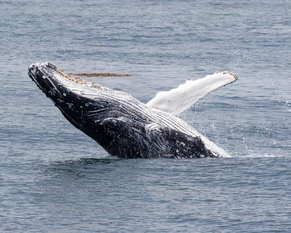 Whale breaching Ventura California