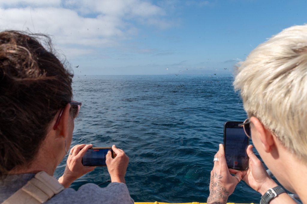 island packers boat ride channel islands dolphin