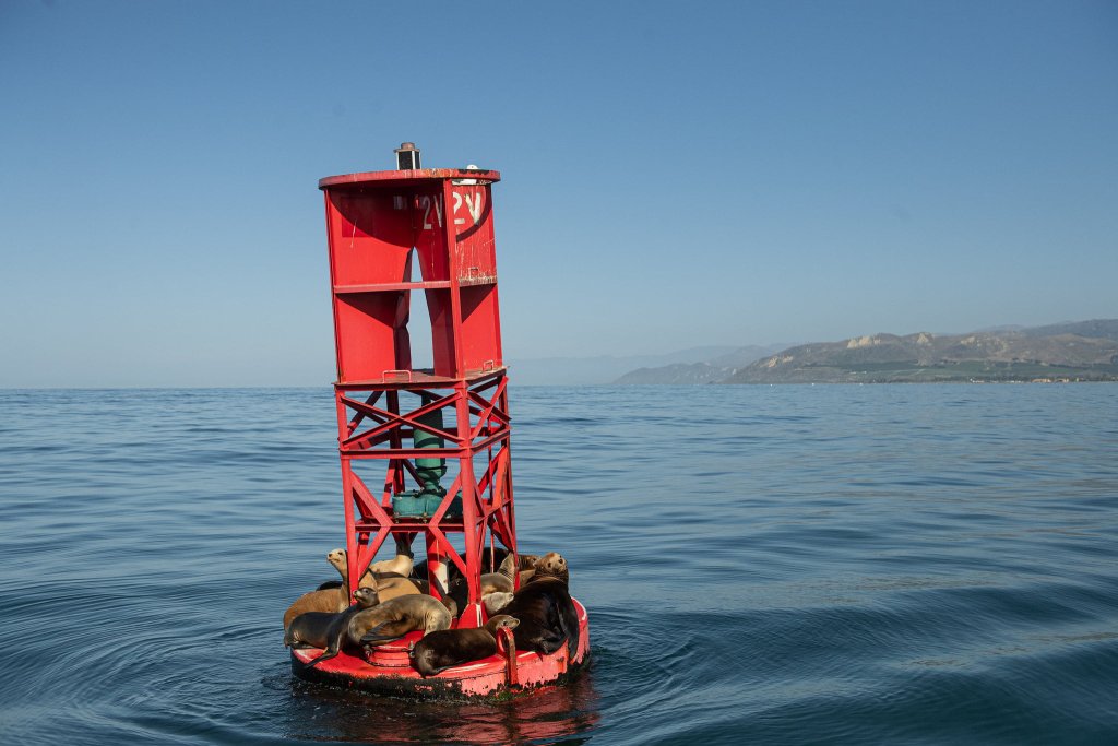 island packers boat ride channel islands sea lions