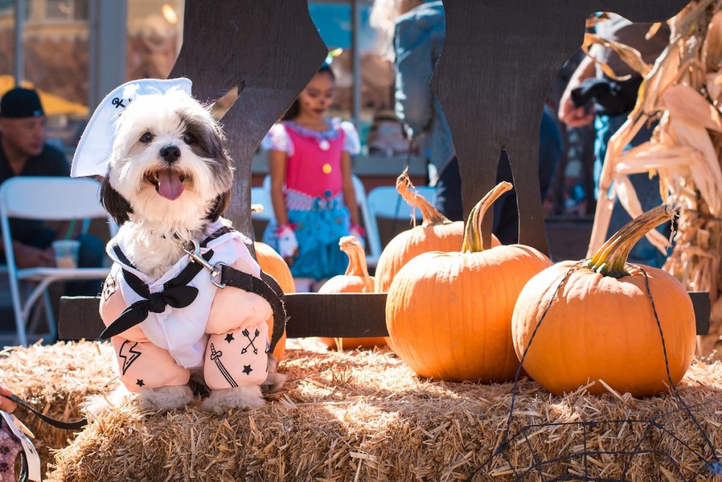 dog costume contest at the ventura harbor