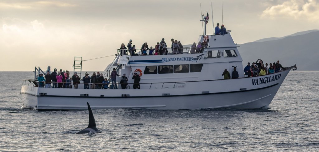 When Can You See Orcas Off Ventura? And Plenty More Fun Facts