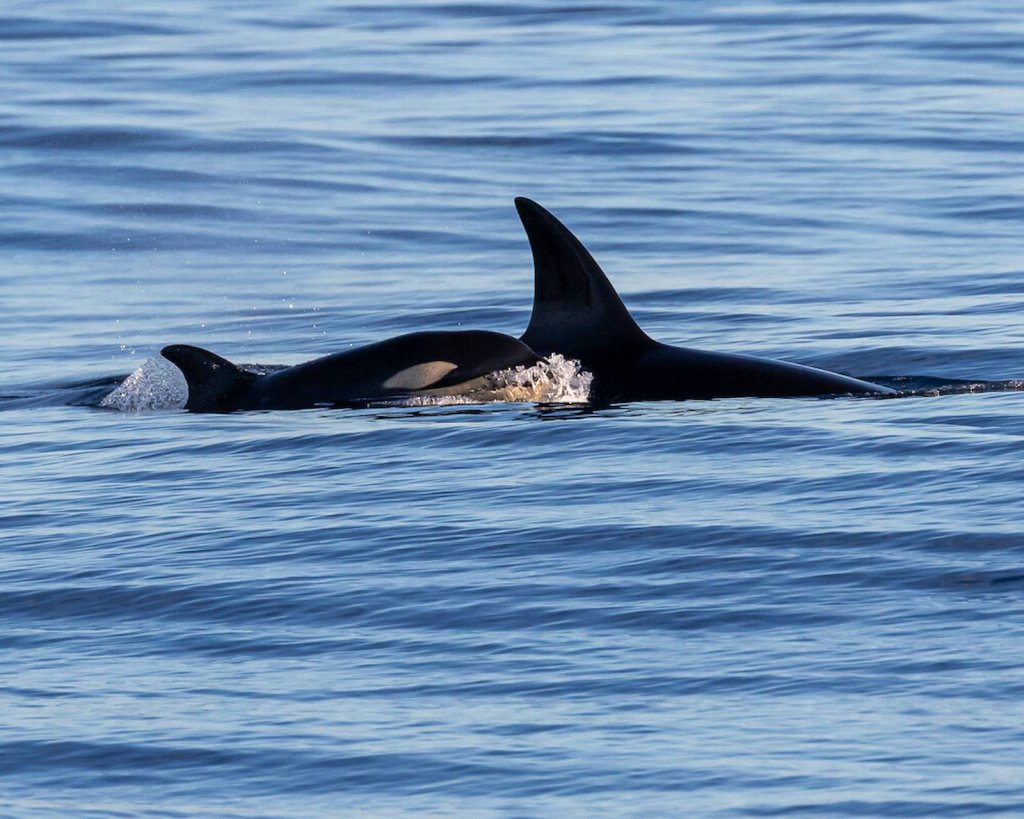 When Can You See Orcas Off Ventura