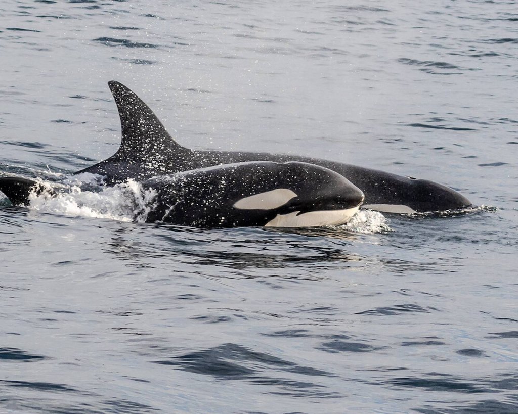 When Can You See Orcas Off Ventura? And Plenty More Fun Facts