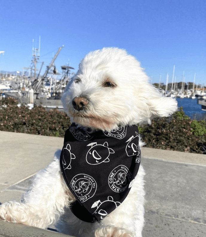 7 Reasons Why Your Dog Needs A Ventura Vacation (With You).