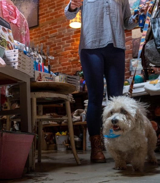 What Can I Do With My Dog in Ventura? Visit Ventura