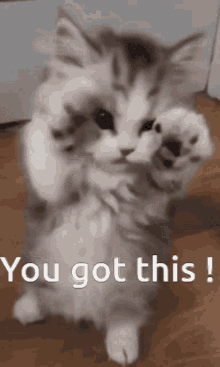 cat you got this gif