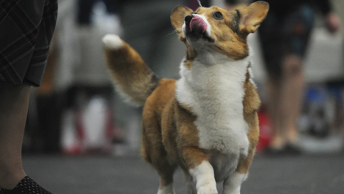 Winterfest Dog Show