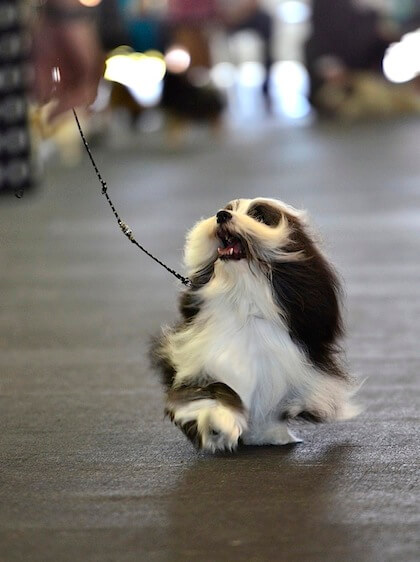 Dog running in dog show