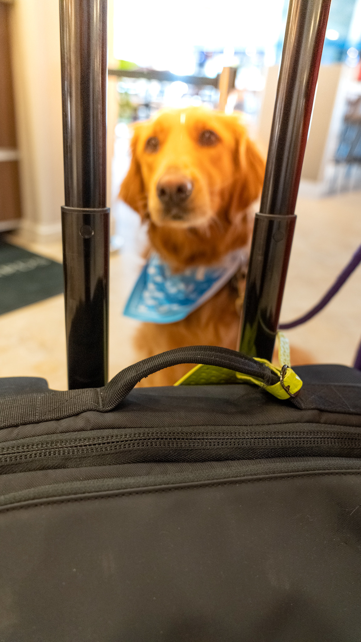 dog suitcase, hotel