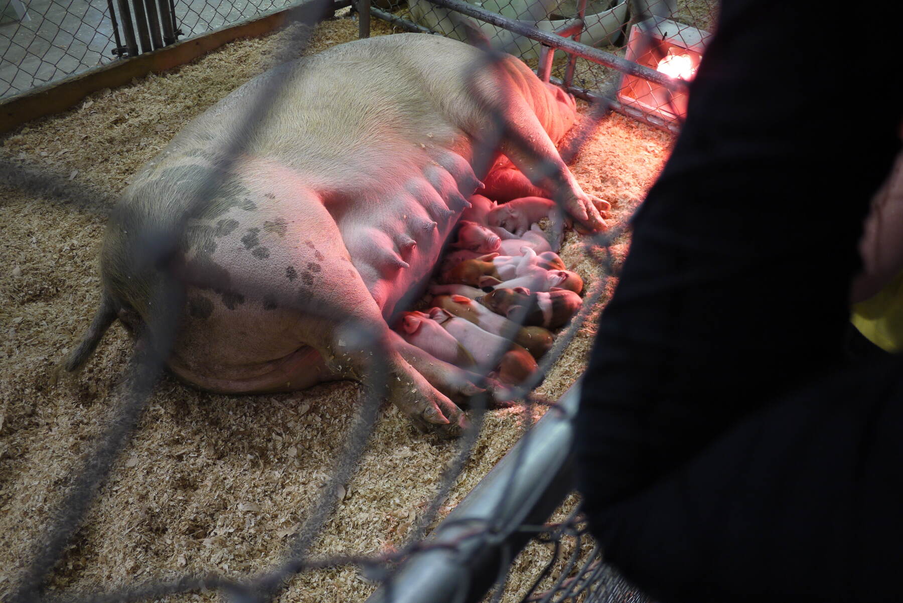 Ventura County Fair, pigs, petting zoo