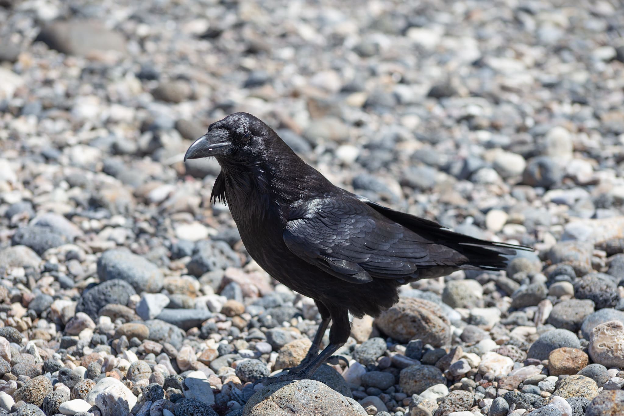 Common Raven on Santa Cruz Island