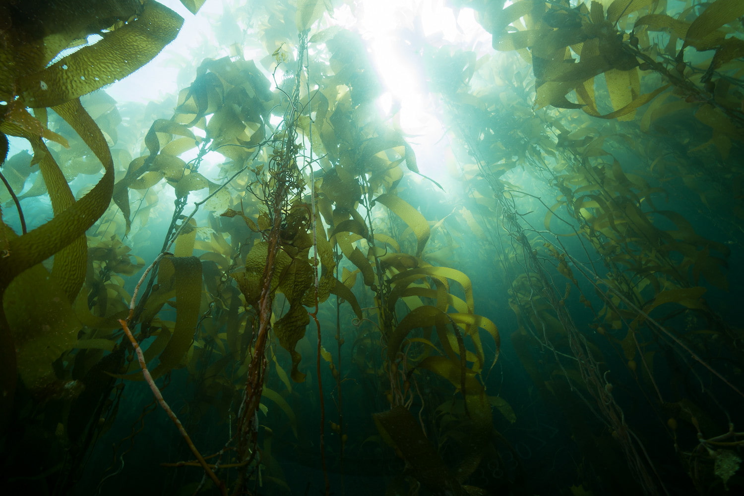 Snorkeling and diving through the kelp forest Santa Cruz Island