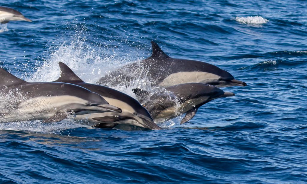 Dolphins traveling to Santa Cruz Island on Island Packers Boat
