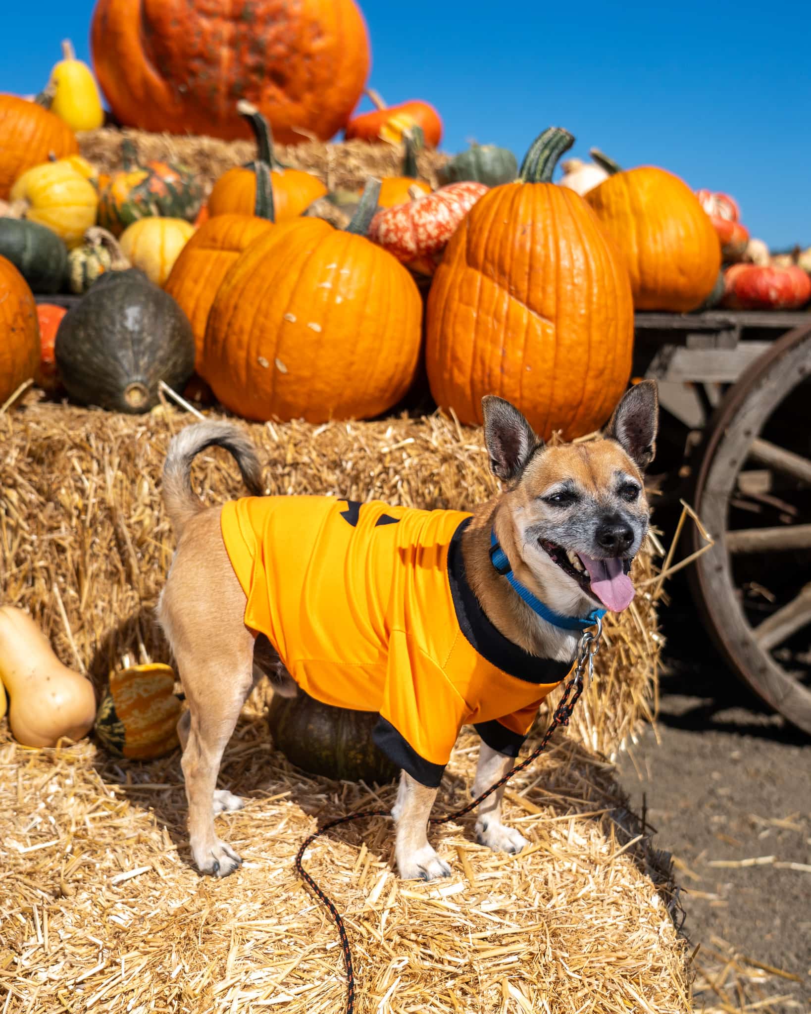 McGrath Great Pacific Pumpkins Patch dog pumpkin photoshoot for Halloween in Ventura